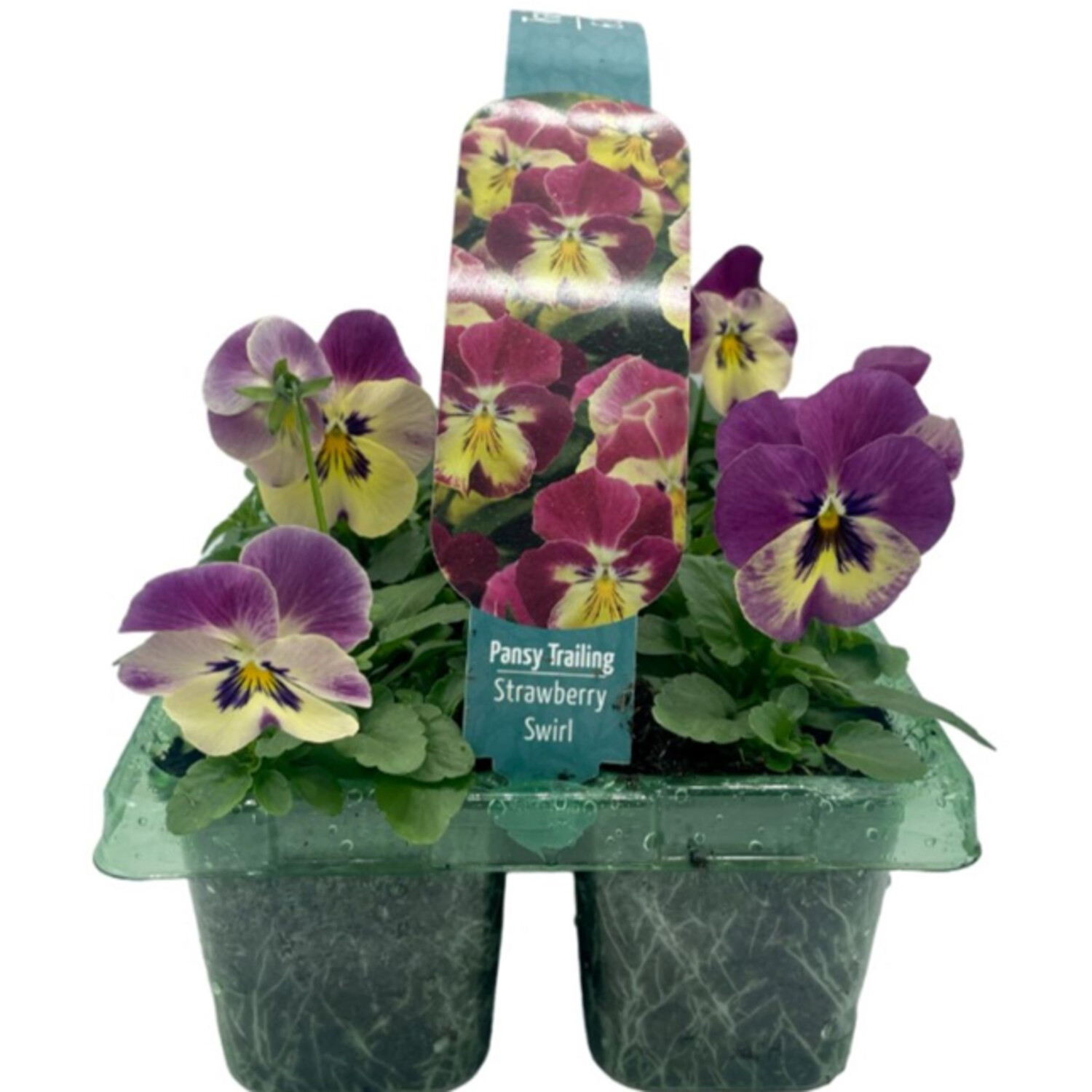 Pack of 6 Spring Midi - Purple Image