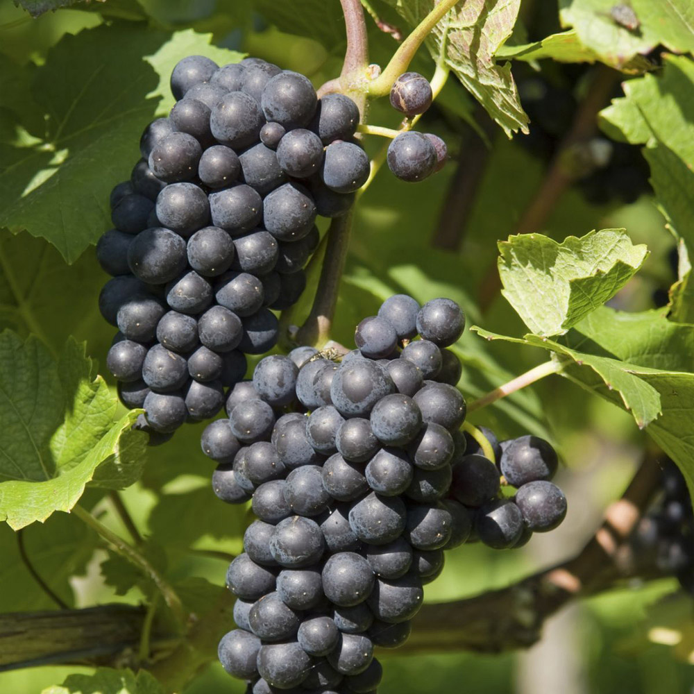 Thompson and Morgan Vitis Grape Boskoop Glory Plant Pot 2.5L Image 1