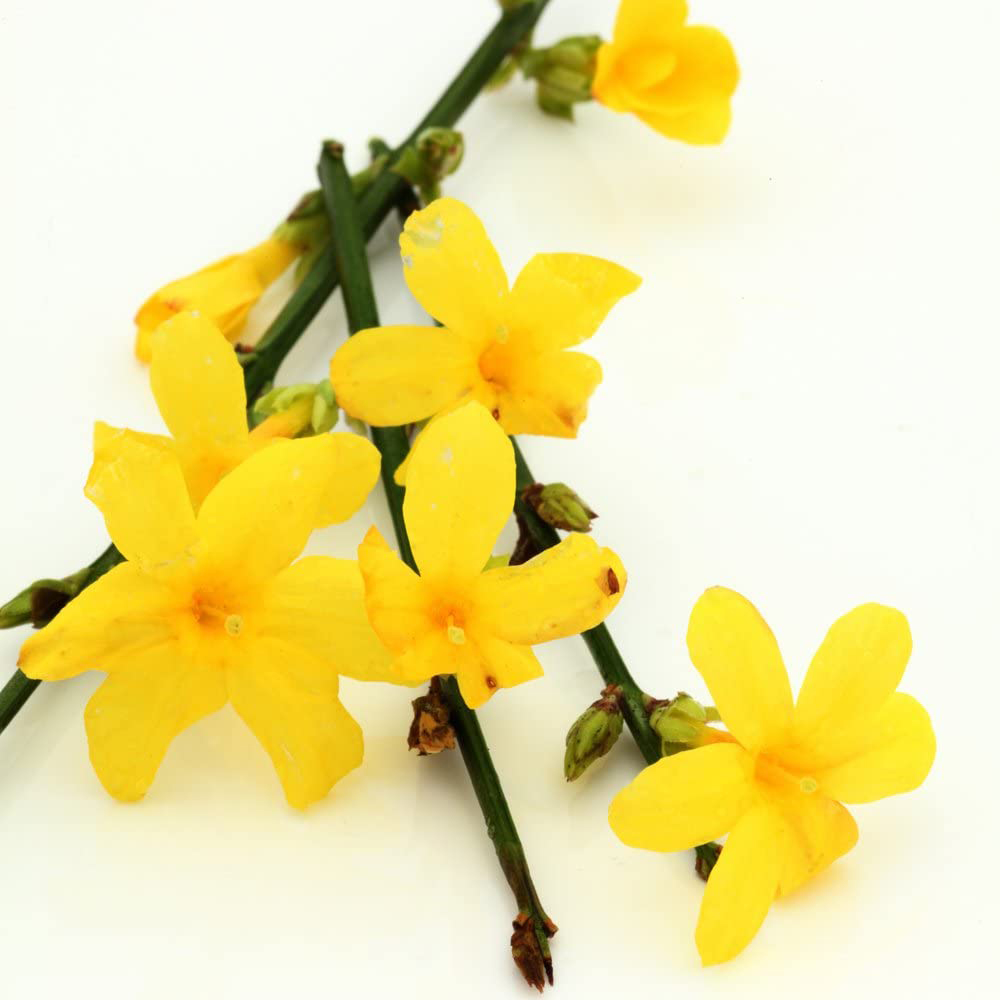 Thompson and Morgan Jasminum Nudiflorum Plant Pot 1.7L Image 4