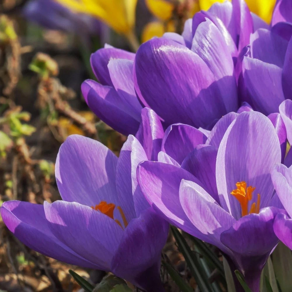 Thompson and Morgan Crocus Dutch Purple Planting Bulb 20 Pack Image 2