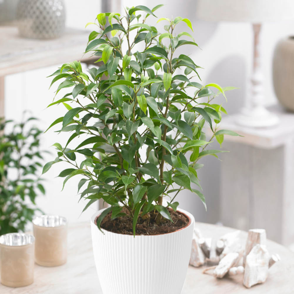 YouGarden Ficus Natasja with White Recycled Pot Cover 12cm Image 1