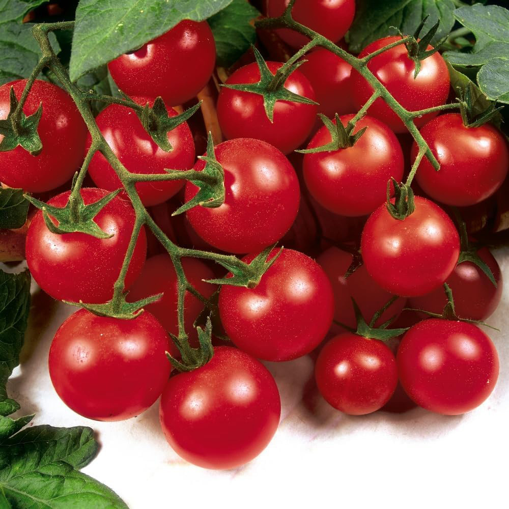 Thompson and Morgan Nurserymans Choice Grafted Tomato Plant Pot 9cm 3 Pack Image 3