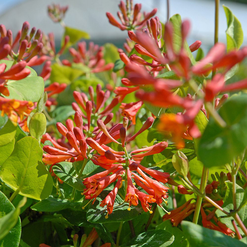 Thompson and Morgan Lonicera Dropmore Scarlet Plant Pot 9cm 2 Pack Image 2