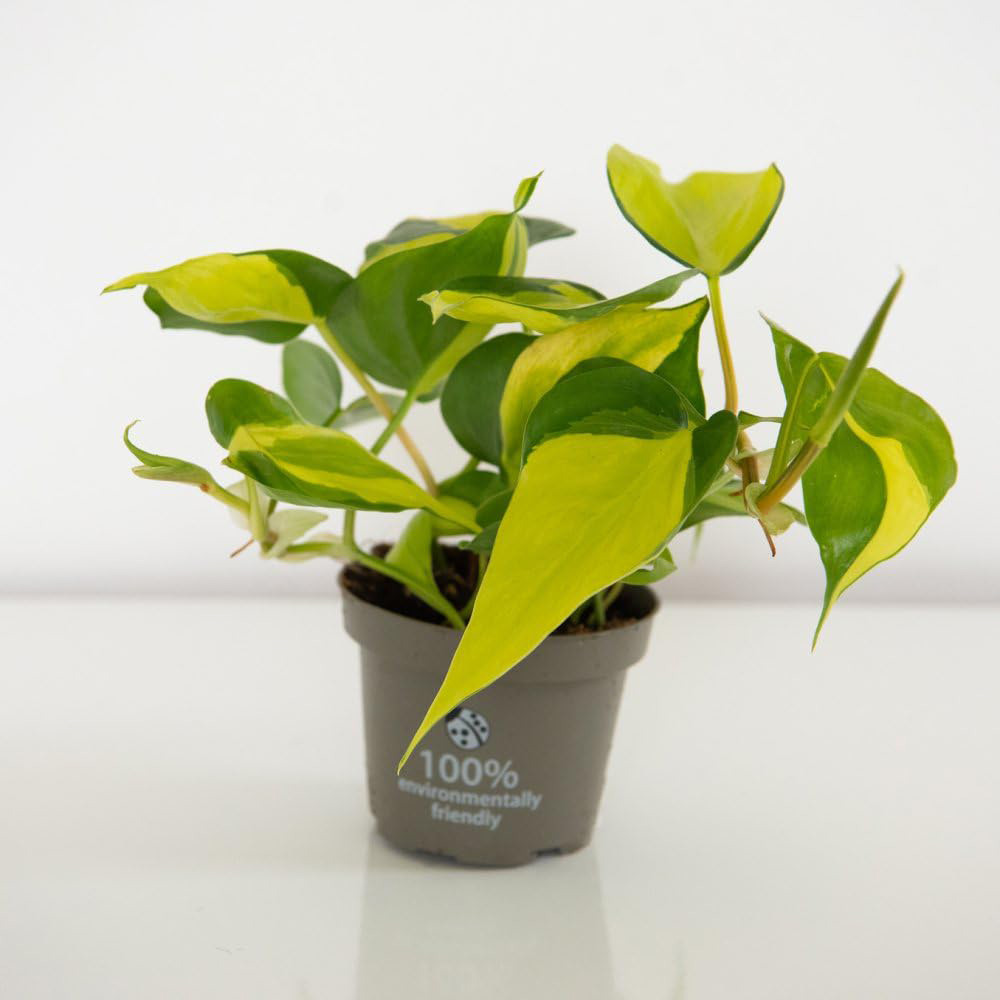Thompson and Morgan Philodendron Scandens Brasil Plant Pot 10cm Image 6
