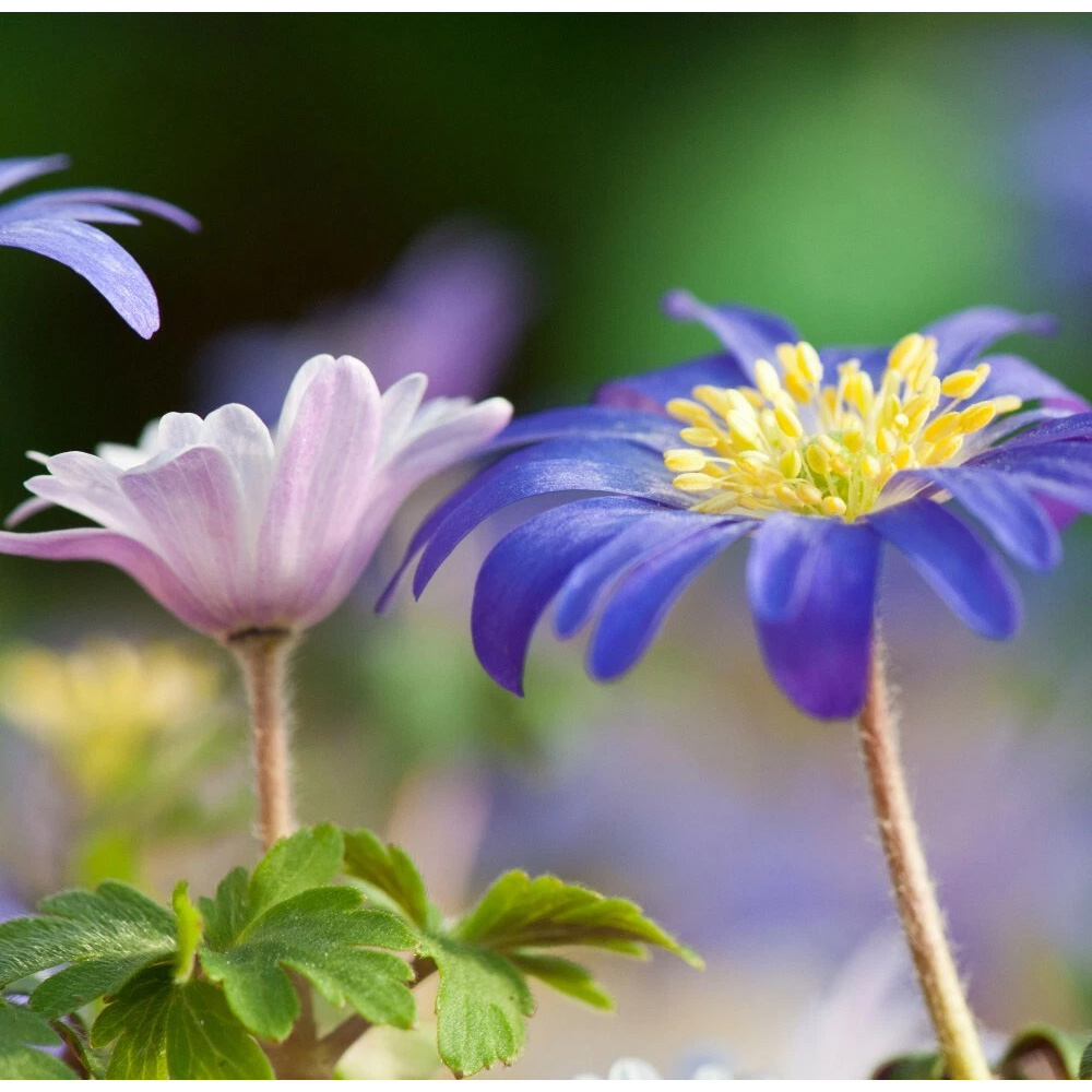 Thompson and Morgan Anemone Blanda Mixed Planting Bulb 40 Pack Image 6