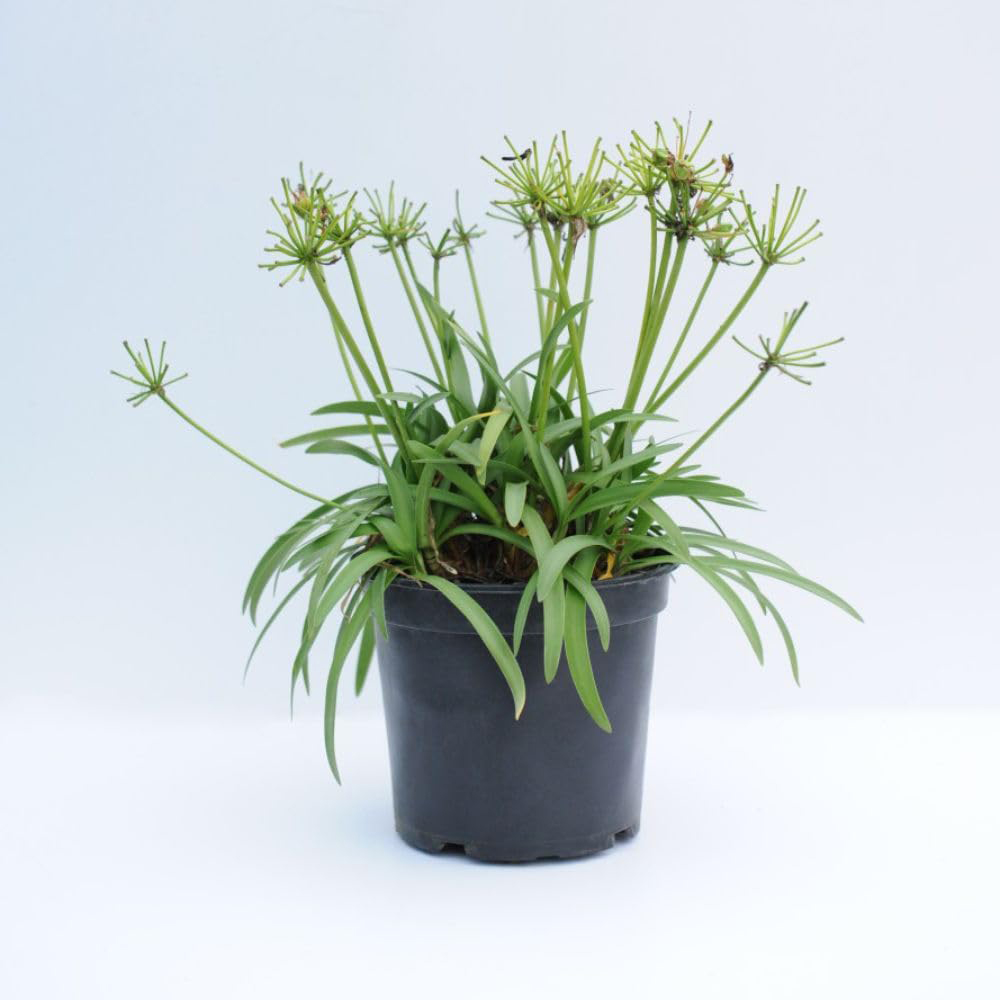 Thompson and Morgan Agapanthus Double Diamond Plant Pot 2L Image 2
