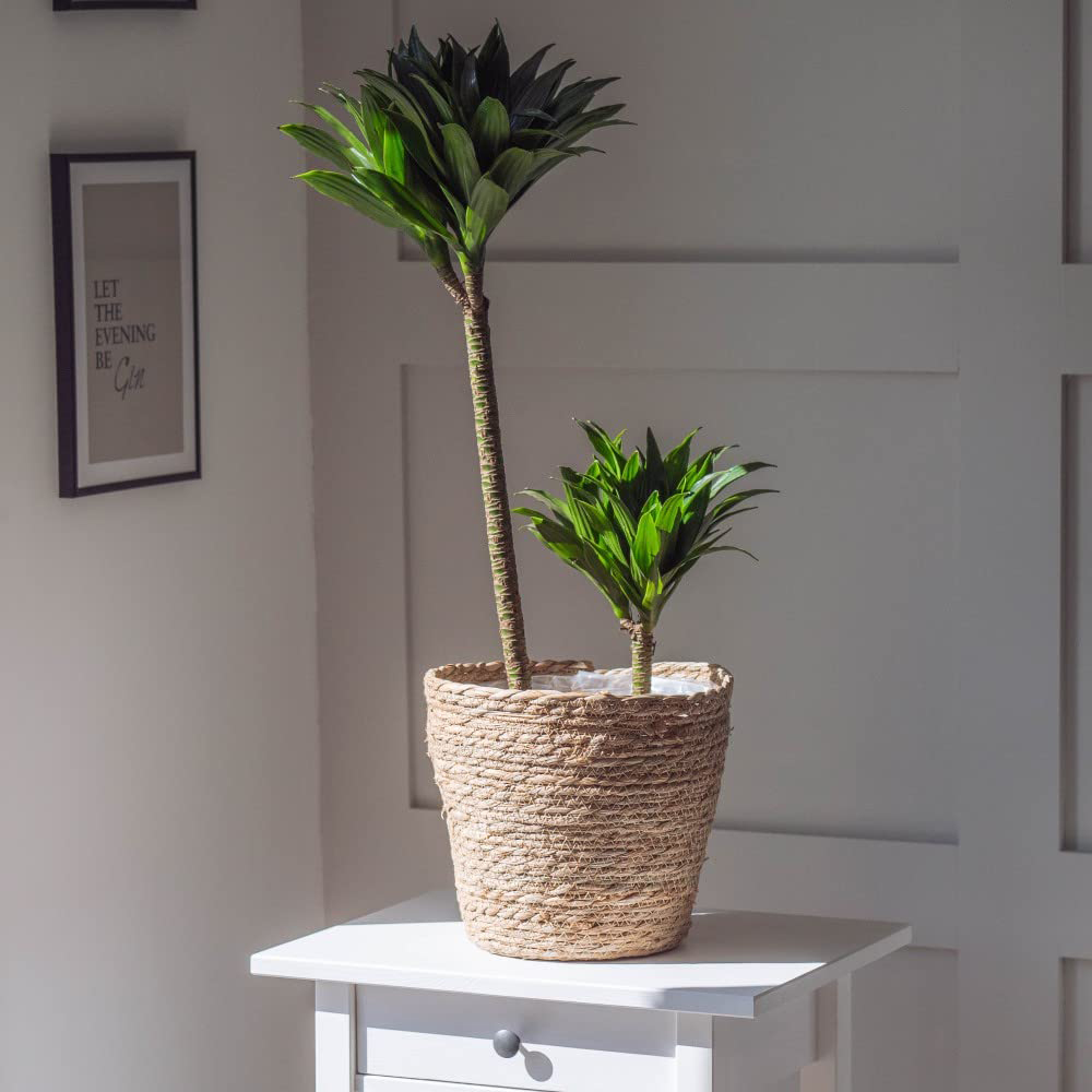 Thompson and Morgan Dracaena Dragon Tree Fragrans Compacta Potted Plant 5.5cm 2 Pack Image 3