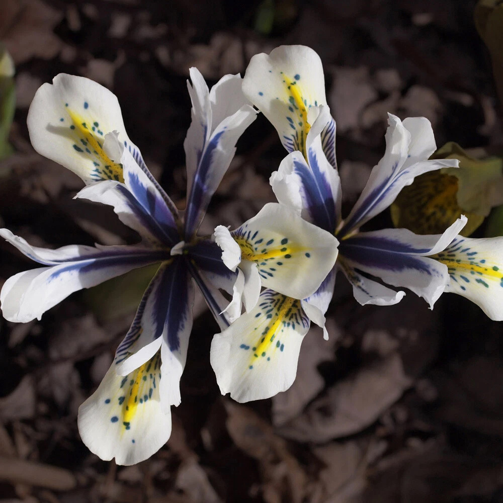 Thompson and Morgan Iris Eyecatcher Spring Planting Bulb 32 Pack Image 2