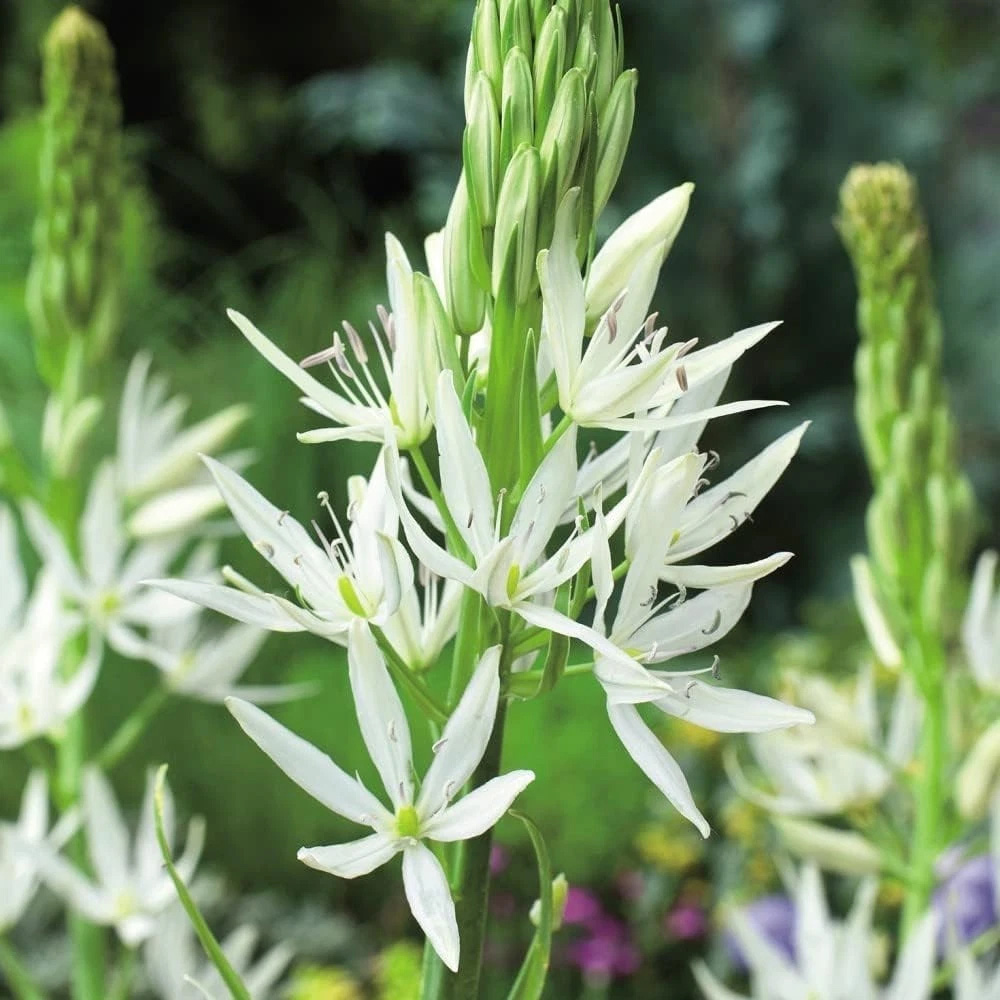 Thompson and Morgan Camassia Leichtlinii Alba Planting Bulb 12 Pack Image 4