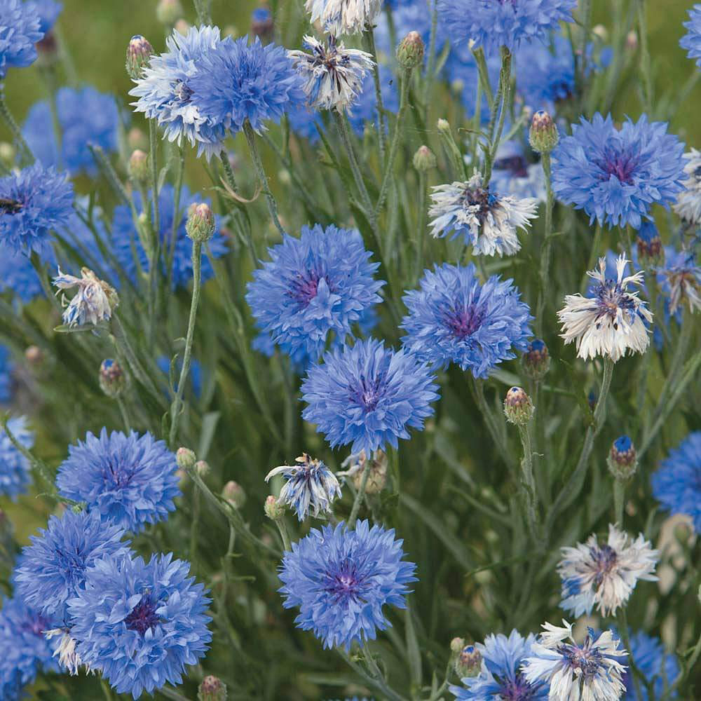 Thompson & Morgan Cornflower Dwarf Blue Midget Seeds Image 1