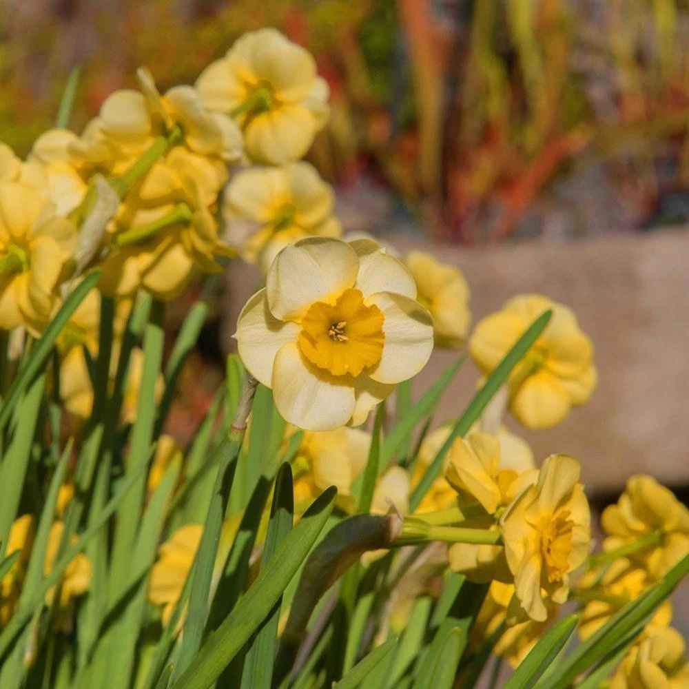 Thompson and Morgan Daffodil Jonquilla Sundisc Planting Bulb 16 Pack Image 3