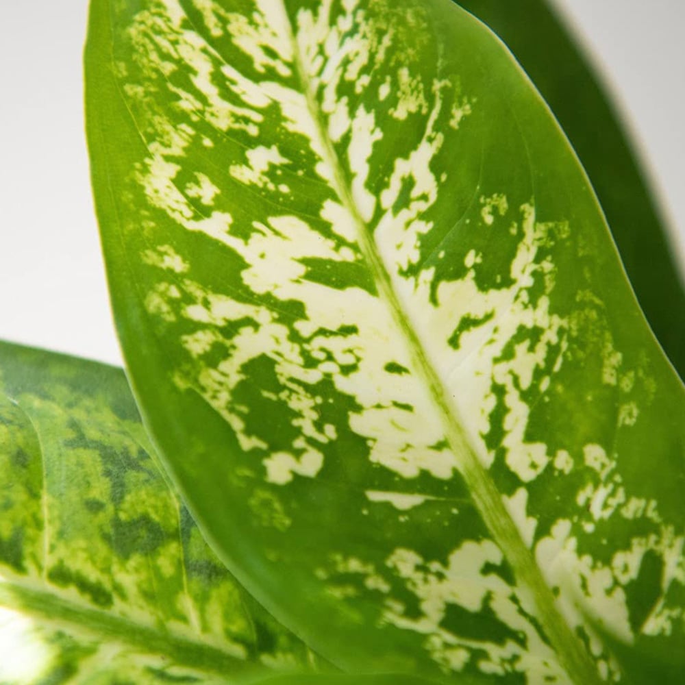 Thompson and Morgan Dieffenbachia Maculata Compacta Potted Plant 12cm Image 2