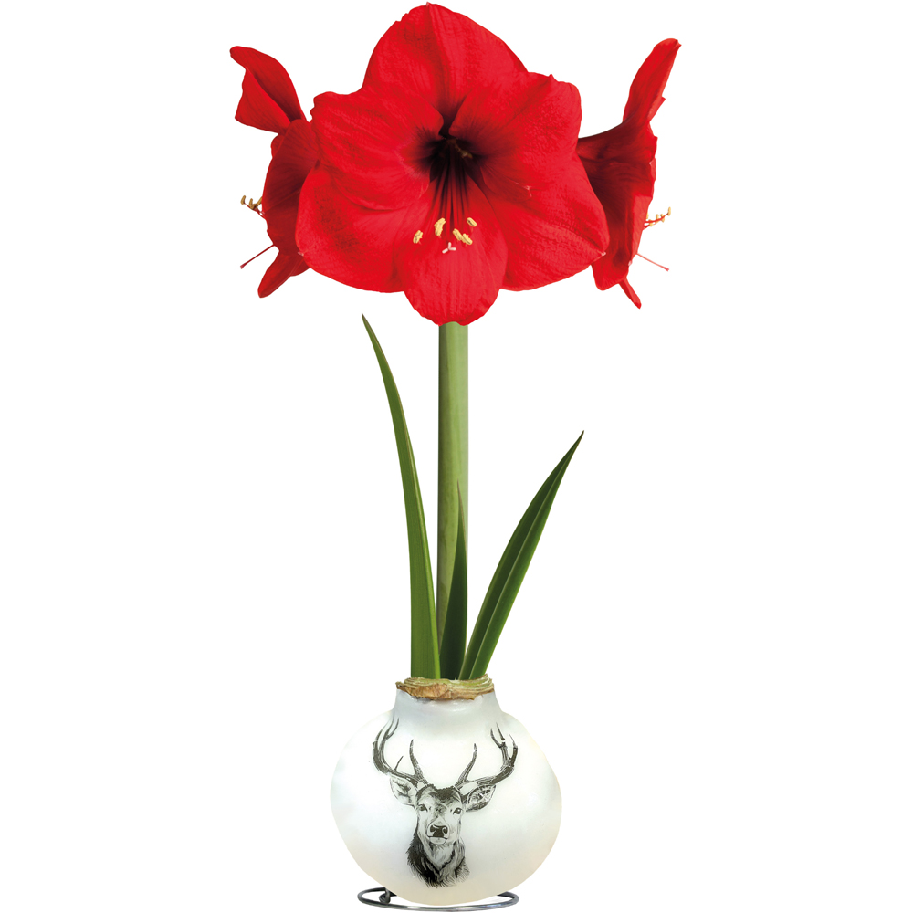 Thompson and Morgan Christmas Gift Porcelain Stag Amaryllis in Touch of Wax Image 2