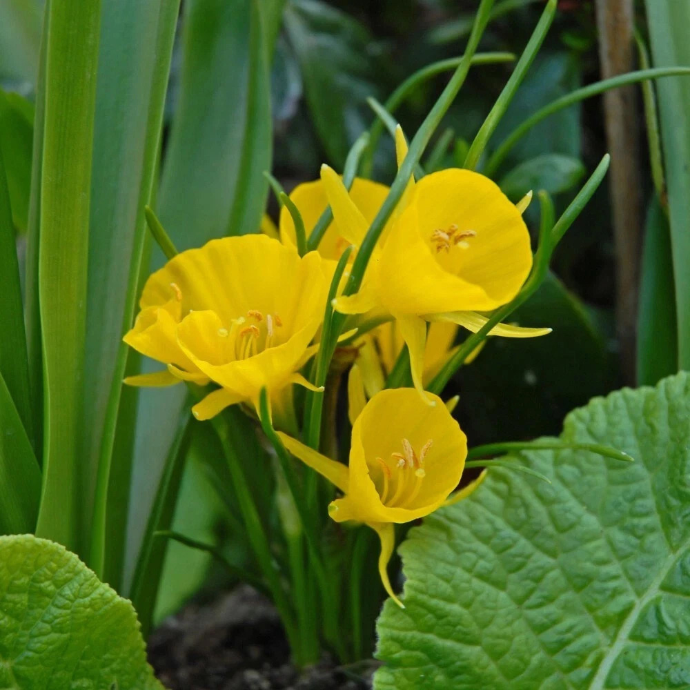 Thompson and Morgan Daffodil Golden Bells Planting Bulb 32 Pack Image 4