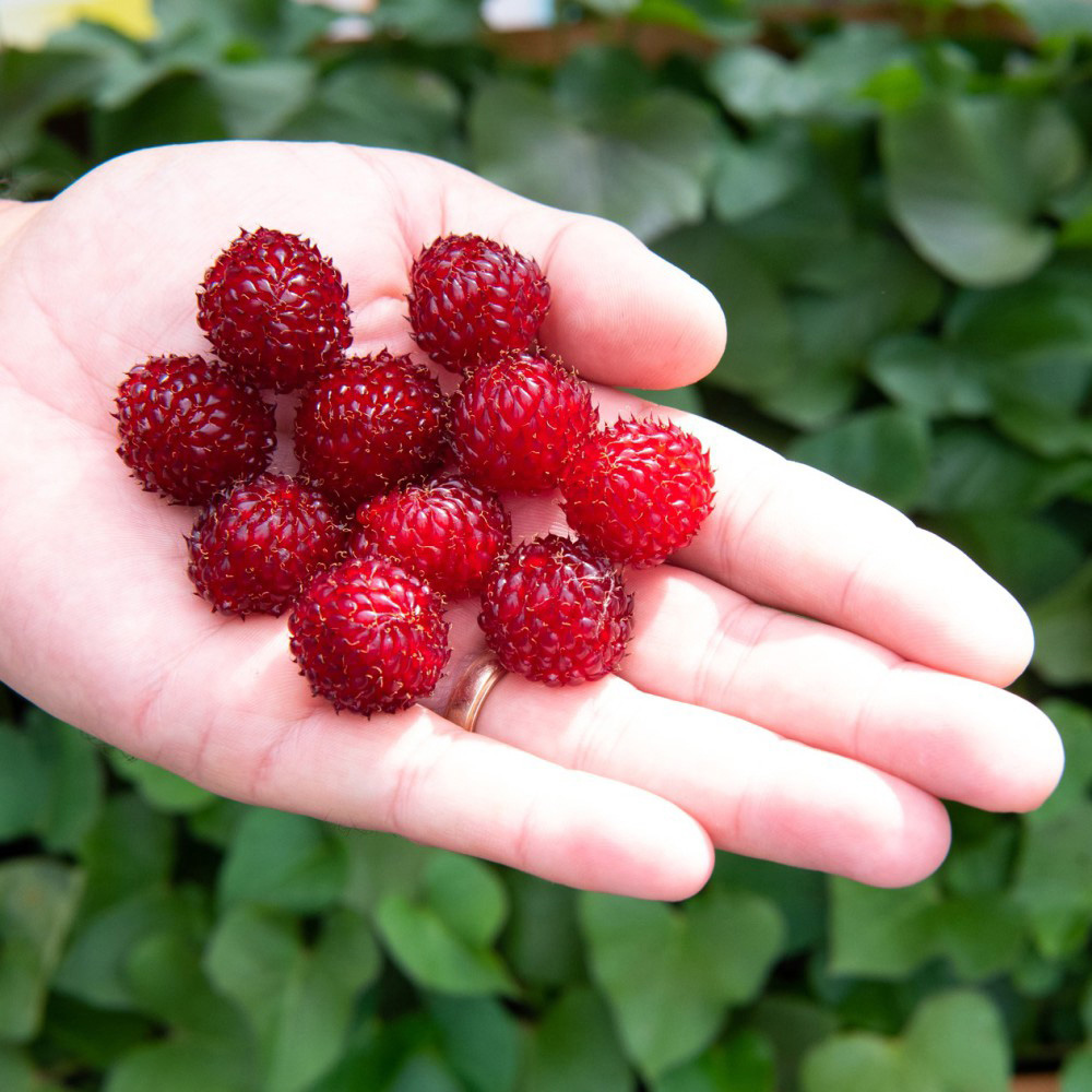 Thompson & Morgan Rubus Raspberry Tree Hararasp Standard Potted Plant Image 3