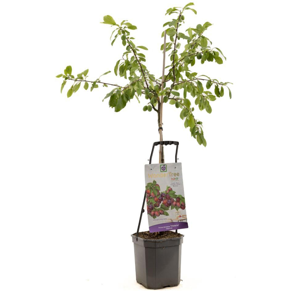Thompson and Morgan Wonder Tree Plum Victoria Plant Pot 24cm 2 Pack Image 2