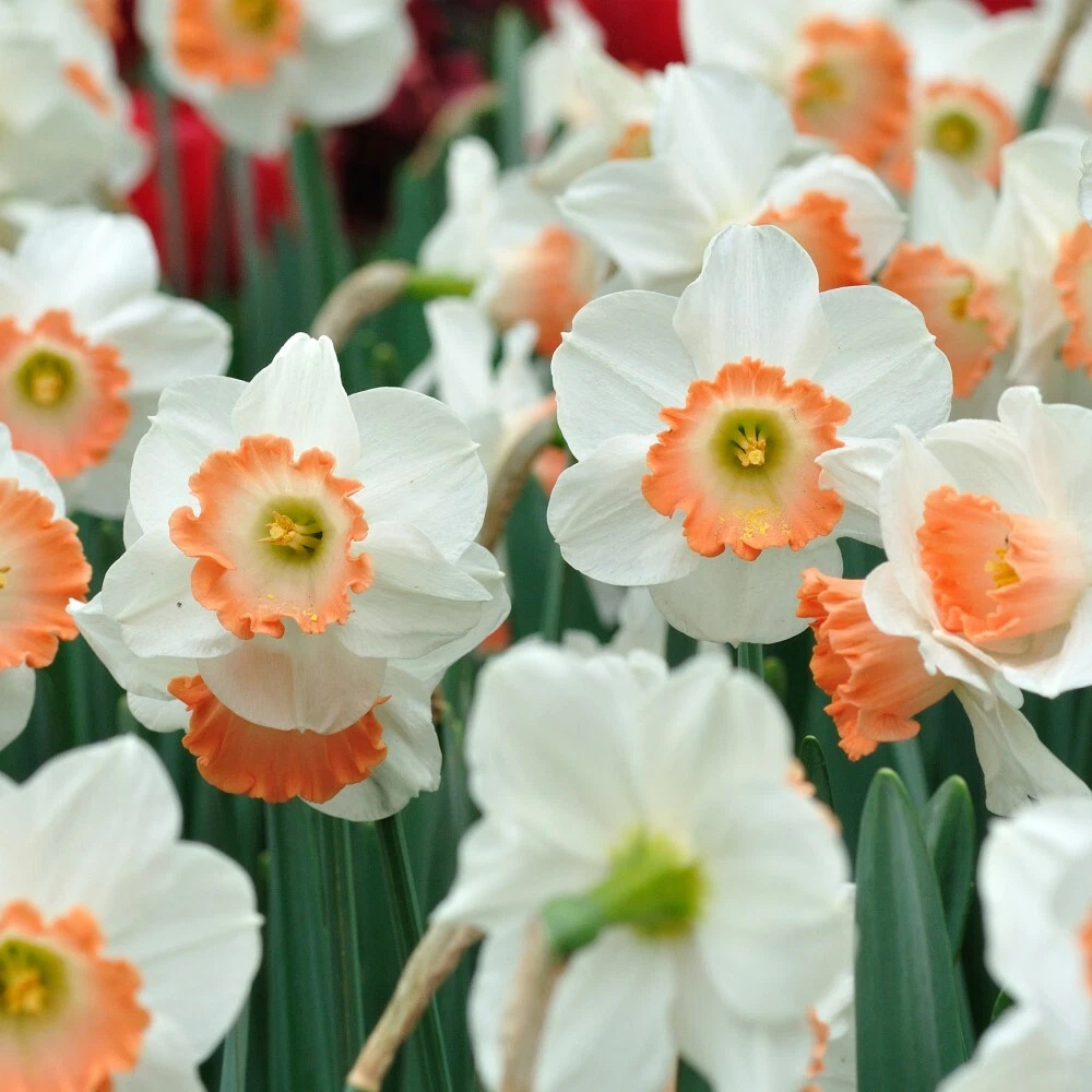 Thompson and Morgan Daffodil Passionale Planting Bulb 8 Pack Image 3