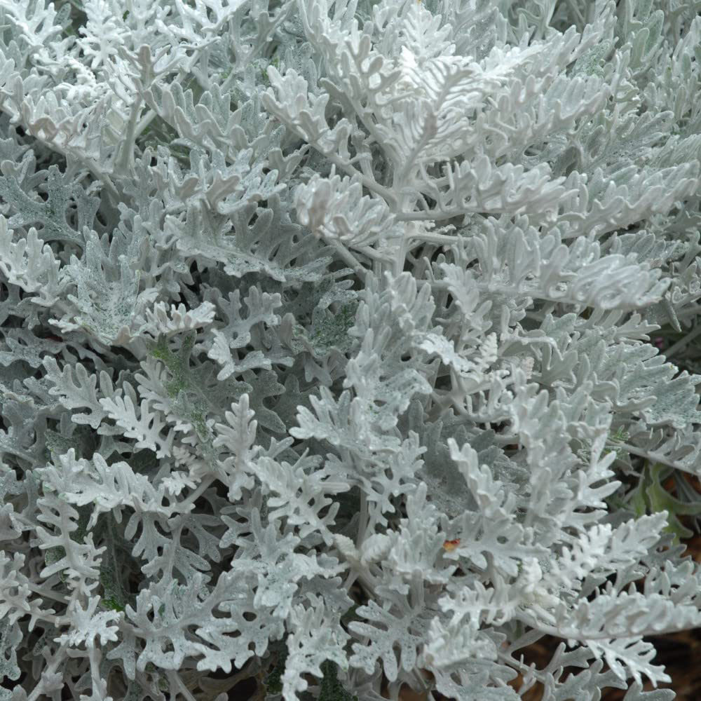 Thompson and Morgan Cineraria Silver Dust Garden Ready Plant 30 Pack Image 3