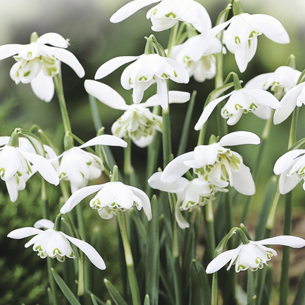 YouGarden Snowdrops In the Green Planting Bulbs 75 Pack Image 3