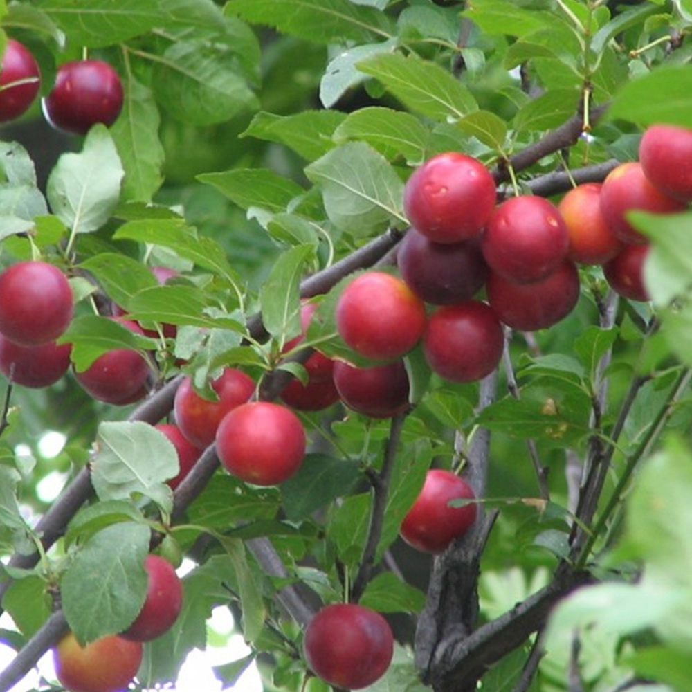 Inspirational Gifting Cherry Plum Bare Root Hedge Plant Saplings 2-3ft 10 Pack Image 5