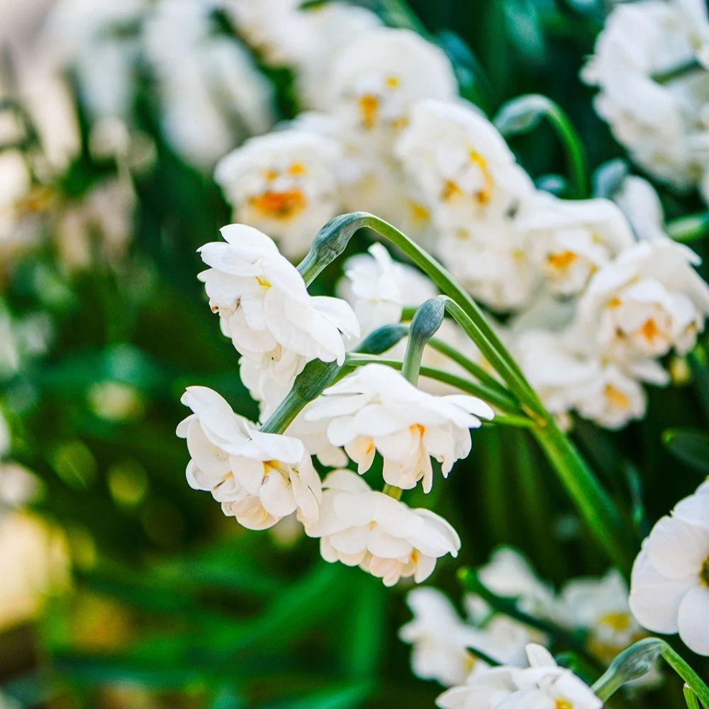 Thompson and Morgan Daffodil Bridal Crown Creamy White and Yellow Planting Bulb 16 Pack Image 7