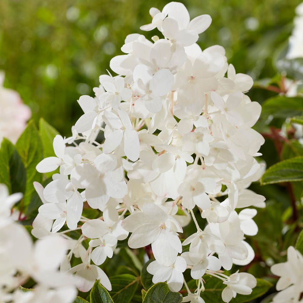 YouGarden Hydrangea Groundbreaker Blush Plant in Pot 14cm 3 Pack Image 3