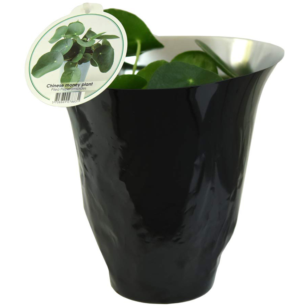 Thompson & Morgan Pilea Peperomioides Chinese Money Plant Potted Plant 11cm Image 3