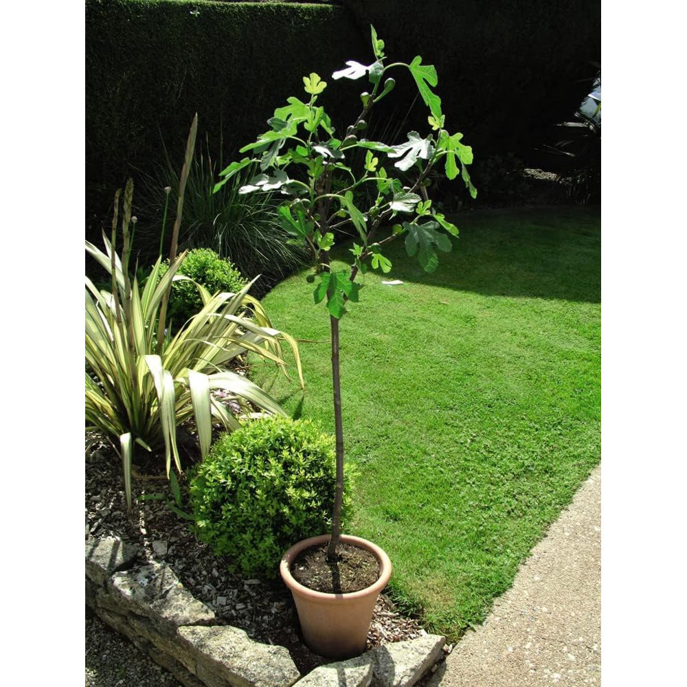 Thompson and Morgan Fig Ficus Brown Turkey Plant Pot 4.5L Image 6