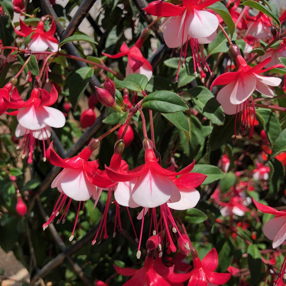 Thompson and Morgan Fuchsia Skyrocket Plant Pot 9cm Image 3