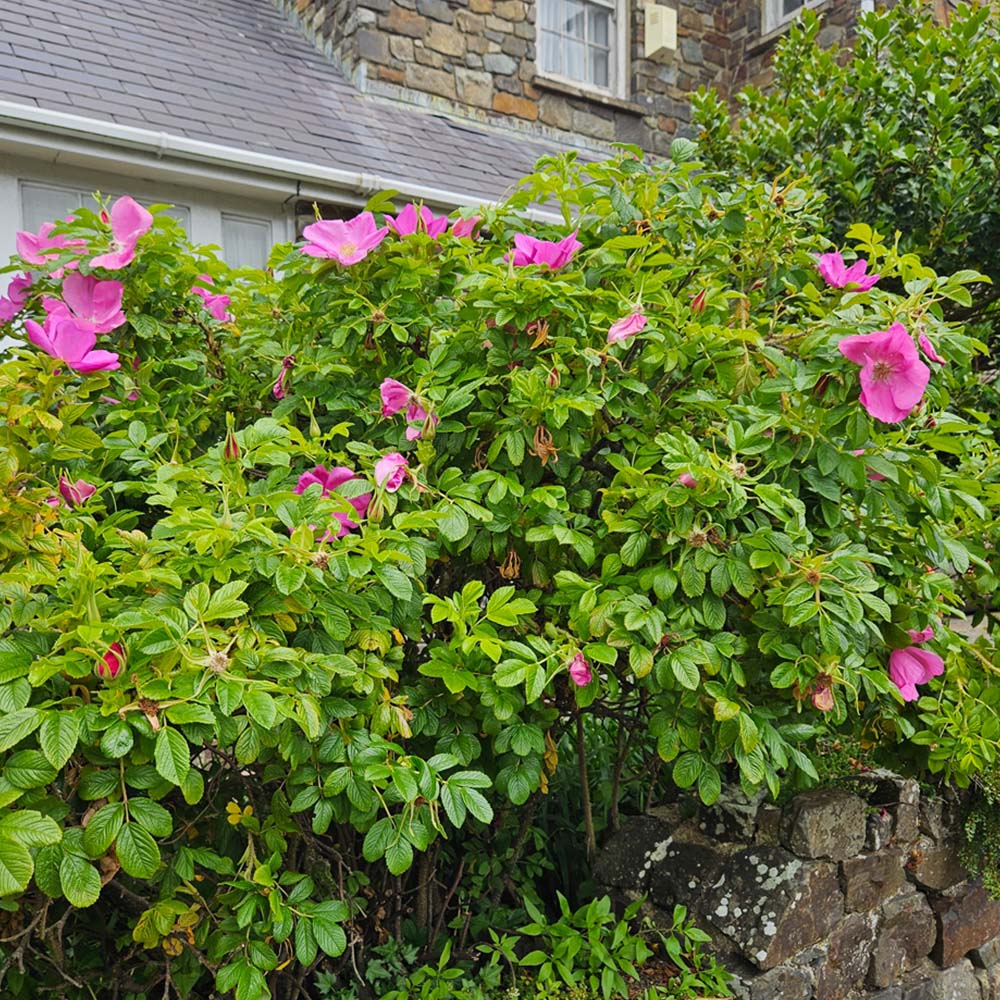 Inspirational Gifting Hedging Rose Bare Root Hedge Plant Saplings 2-3ft 20 Pack Image 3