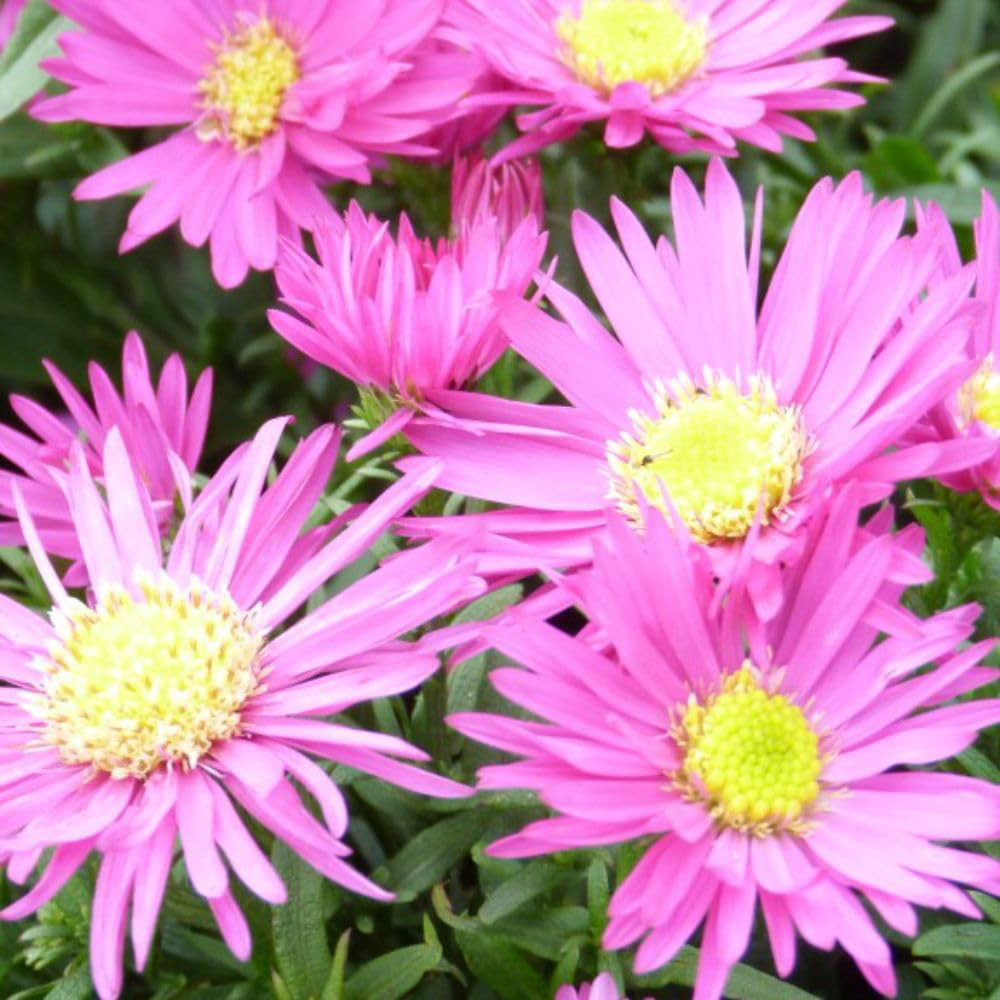 Thompson and Morgan Aster Bahamas Potted Plant 1L Image 2