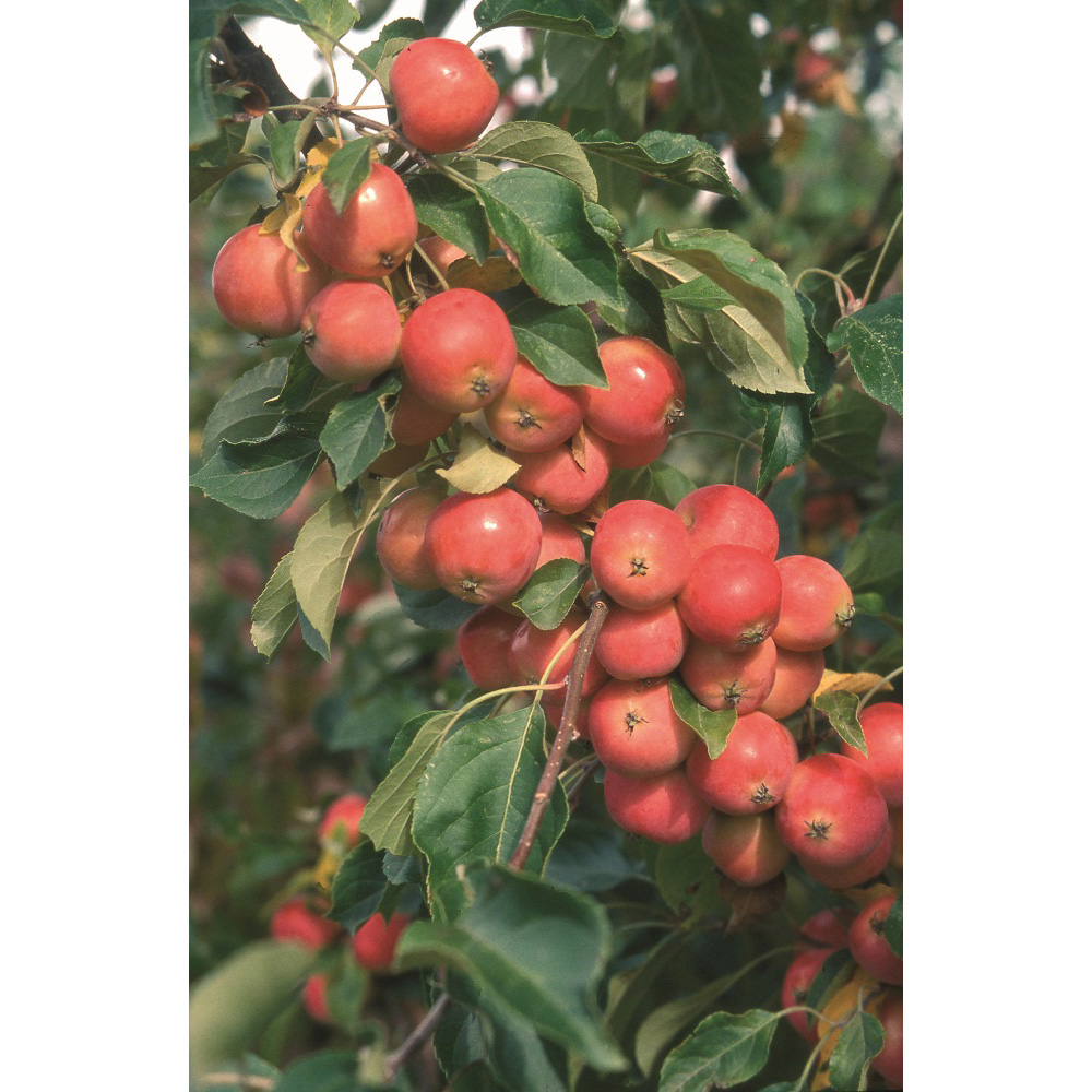 Frank P Matthews Trees Malus Jelly King Tree in Pot 12L Image 3