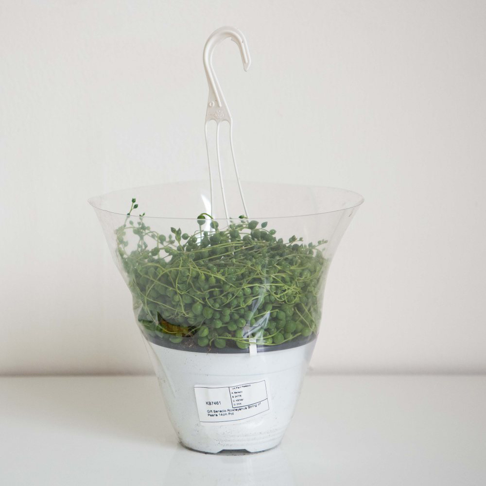 Thompson & Morgan Senecio Rowleyanus String of Pearls Potted Plant 14cm 2 Pack Image 5