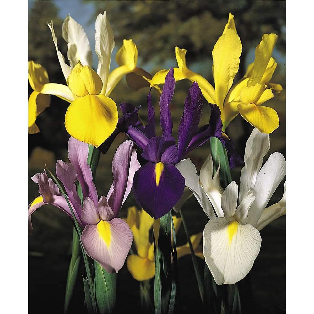 Thompson and Morgan Iris Dutch Mixed Bulbs Size 06/07 200 Pack Image 3