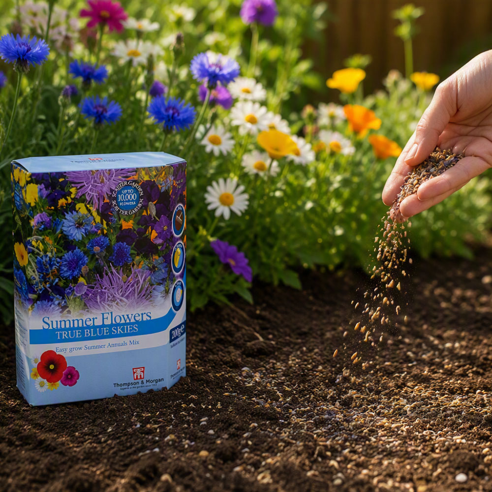 Thompson & Morgan Blue Colour Theme Summer Flowers Scatter Seeds Image 3
