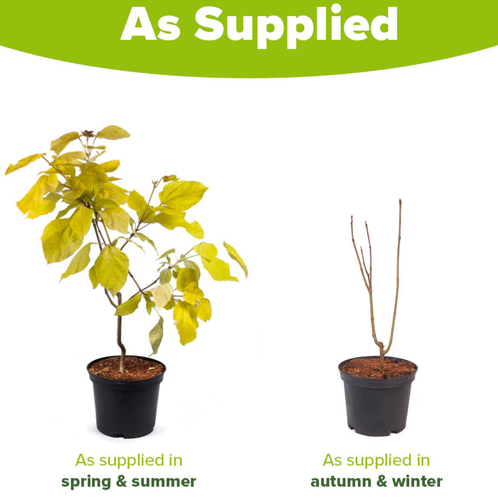 YouGarden Golden Indian Bean Tree Catalpa Bignonioides Aurea Plant Pot 5L Image 5