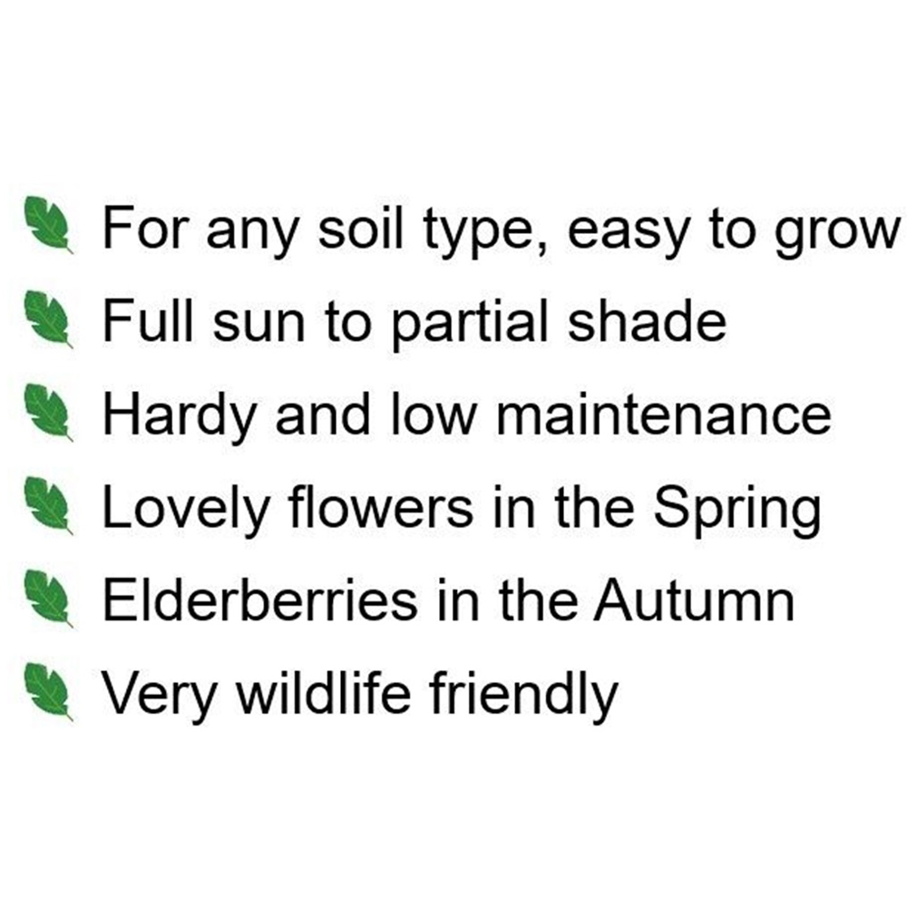 Inspirational Gifting Elder Bare Root Hedge Plant Sapling 2-3ft 20 Pack Image 6