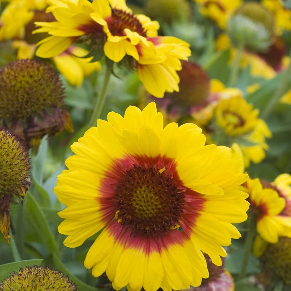 Thompson and Morgan Gaillardia Arizona Sun Garden Ready Plant 15 Pack Image 4