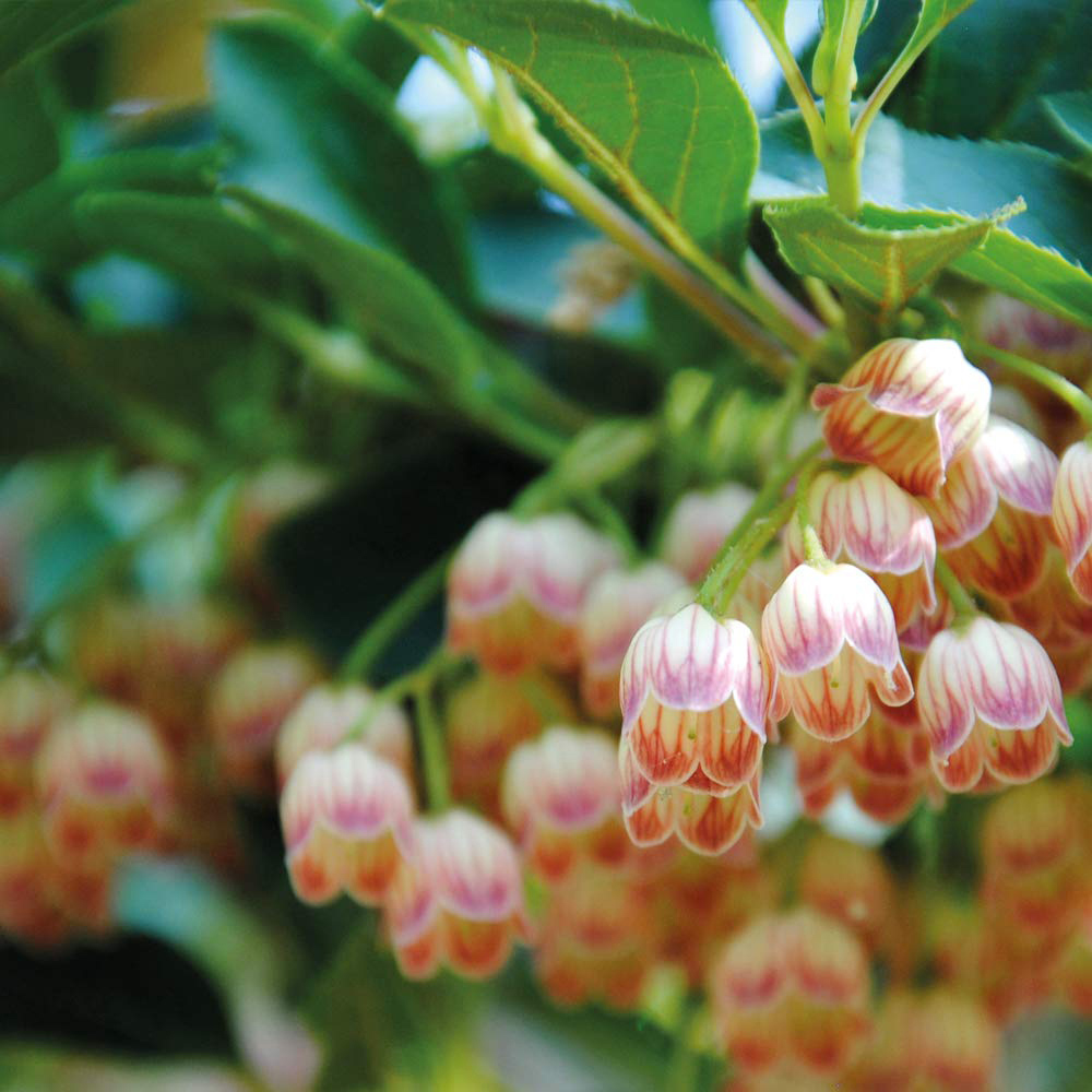 Thompson and Morgan Enkianthus Campanulatus Plant Pot 3L Image 2