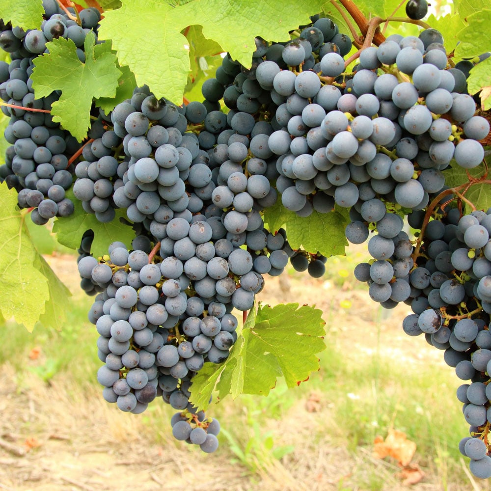 Thompson and Morgan Grape Vitis Cabernet Plant Pot 10.5cm Image 5