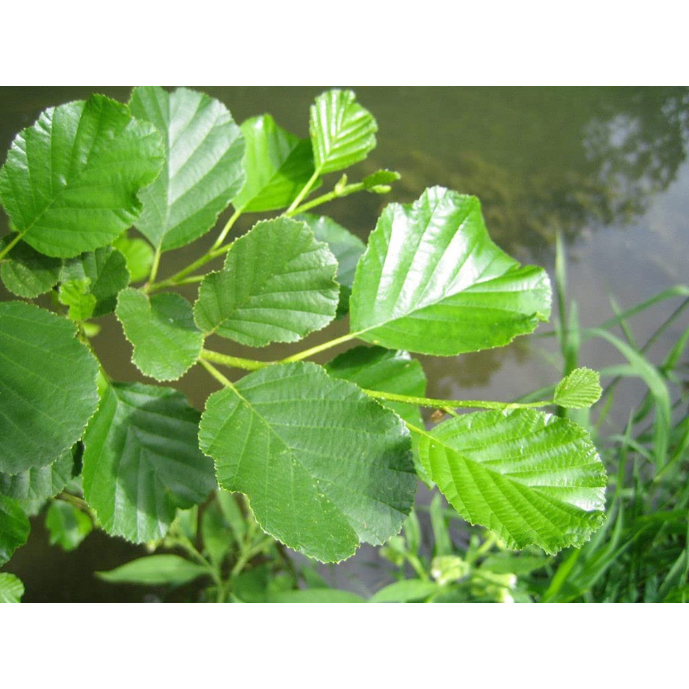 Inspirational Gifting Alder Bare Root Hedge Plant Sapling 2-3ft 20 Pack Image 2
