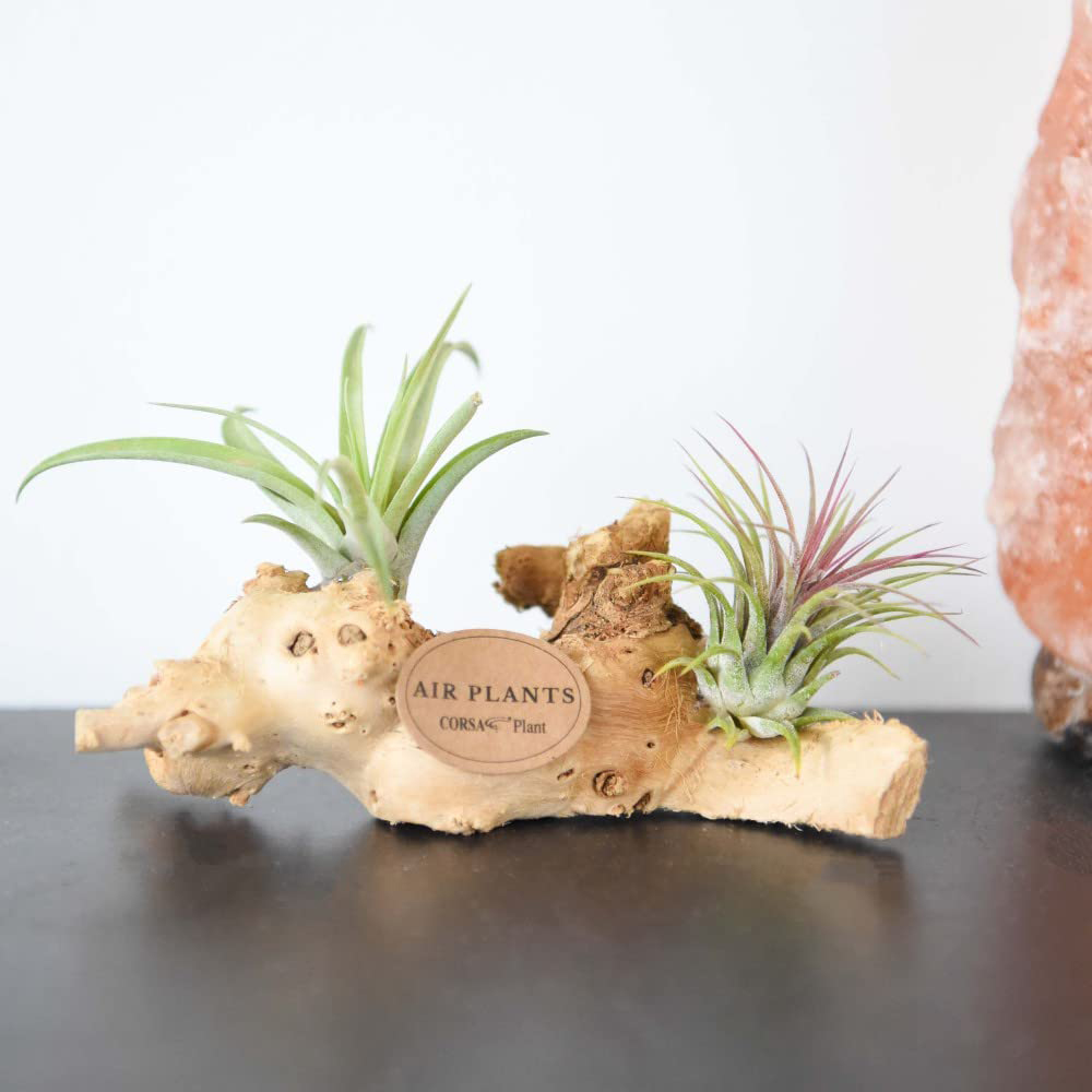Thompson & Morgan Air Plant Tillandsia on Wooden Log Mini Image 5