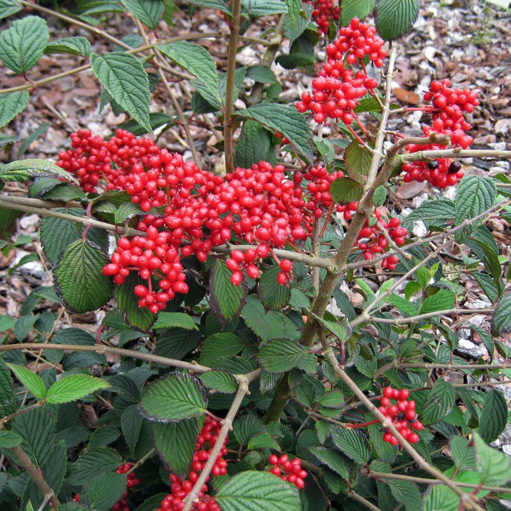 Thompson and Morgan Viburnum Kilimanjaro Sunrise Plant Pot 3L 2 Pack Image 5