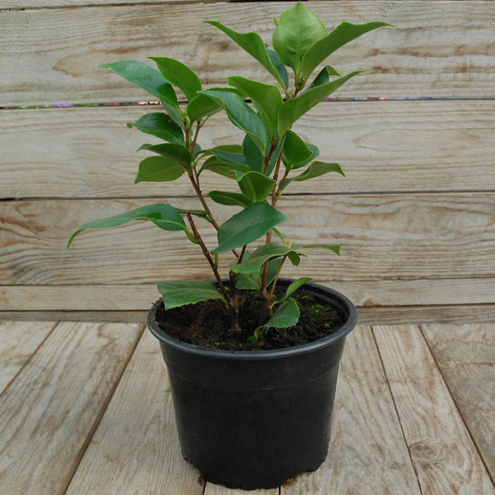 Thompson and Morgan Camellia Tricolour Plant Pot 15cm 3 Pack Image 6