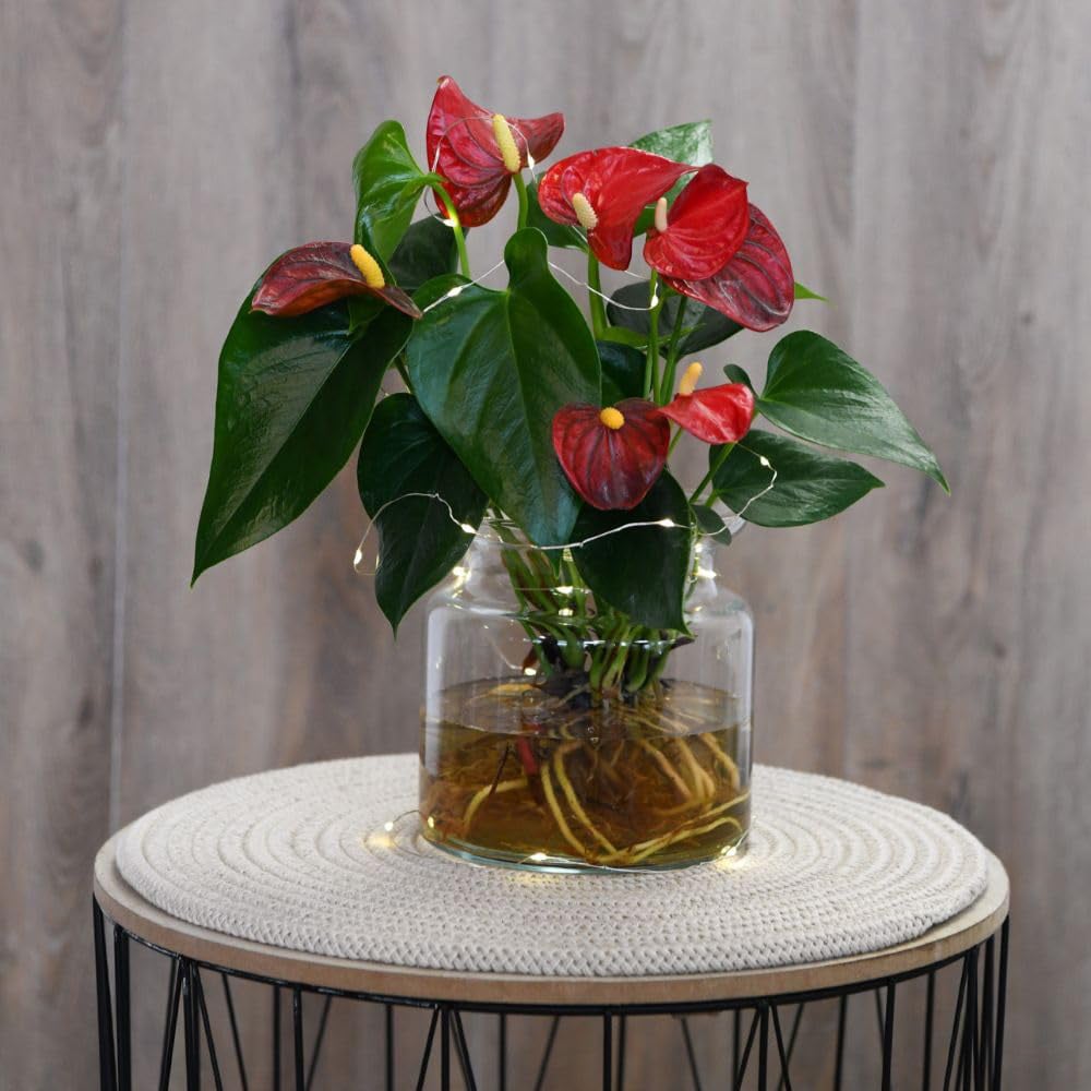 Thompson and Morgan Aqua Red Anthurium Plant in Sierglass Pot 12cm Image 2