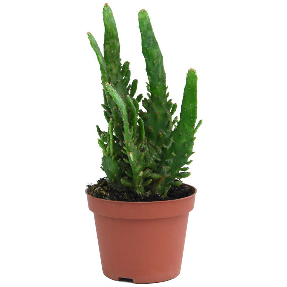 Thompson and Morgan Cactus Mixed Potted Plant 0.5cm Image 3