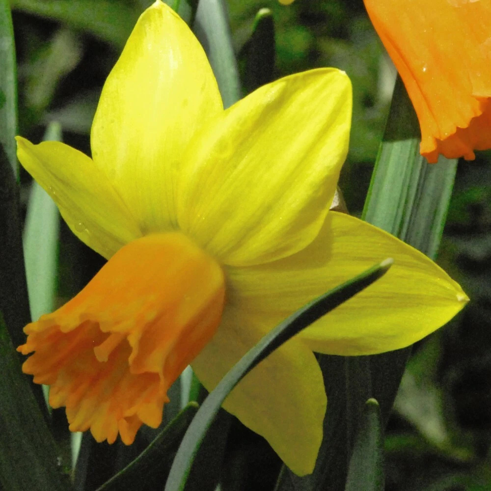 Thompson and Morgan Daffodil Jetfire Planting Bulb 40 Pack Image 2