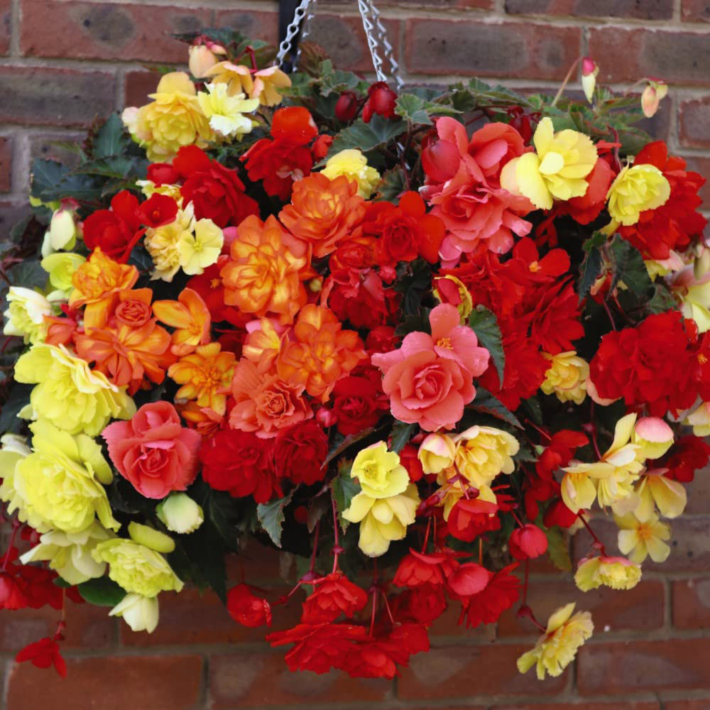 Thompson and Morgan Begonia Illumination Mix Preplanted Hanging Basket 25cm Image 5