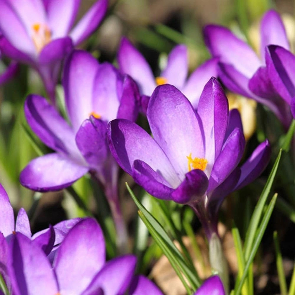 Thompson and Morgan Harmony Collection Spring Planting Bulb 100 Pack Image 4