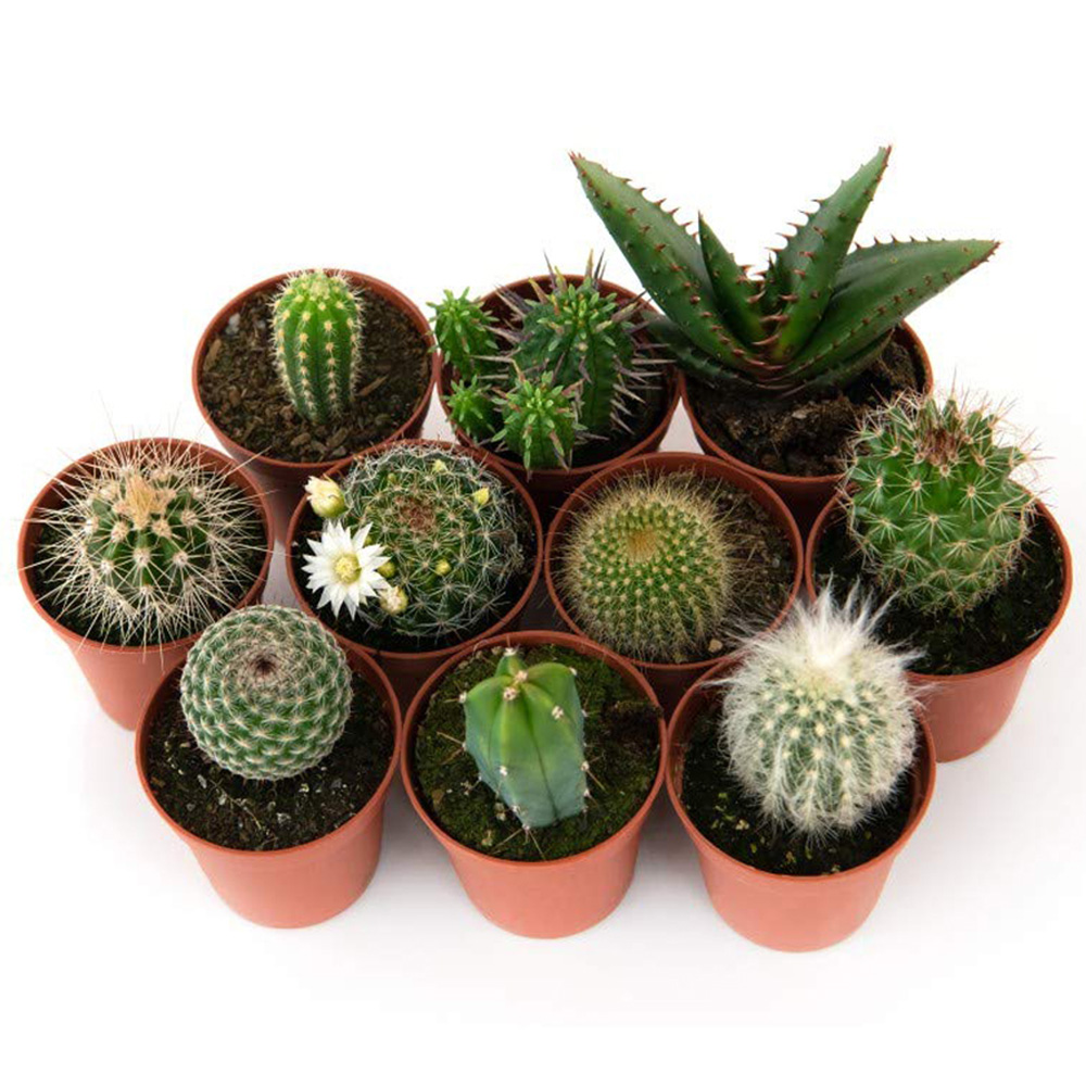 Thompson & Morgan Cactus Mixed Potted Plant 5.5cm 3 Pack Image 3